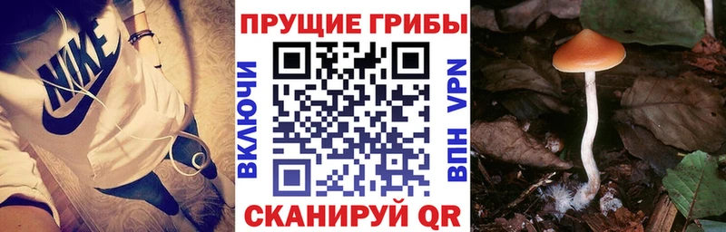 Псилоцибиновые грибы GOLDEN TEACHER  наркота  Мценск 